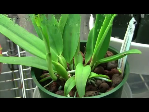 BLACK SPOTS CALCIUM DEFICIENCY CATTLEYA ORCHID