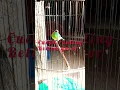 Download Lagu Cucak ranting betina gacor - pancingan cucak ranting agar gacor #cucakranting #birds #gacorparah