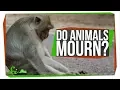 Do Animals Mourn Their Dead