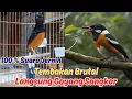 Download Lagu Rahasia Masteran Murai Batu yang Tidak Diketahui Banyak Orang Suara Jernih
