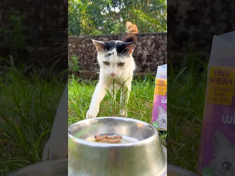 Kittens meowing 🔥 | Cat 😻 | Cat videos | Persian cat sound | Cats | Kittens | Cats food | Meow