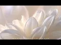 Spa Day Extended XL 70 Minutes of Soft Spa Calm