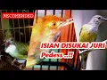 Tembakan Pedes Ceer Panjang Prenjak Betina, Cucak Jenggot Speed, dan Crecetan Kolibri Kelapa