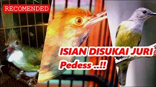 tembakan pedes ceer panjang prenjak betina cucak jenggot speed dan crecetan kolibri kelapa