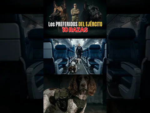 El Detective Canino Ideal para Espacios Pequeños #perros #Ejercito #PerrosMilitares #K9