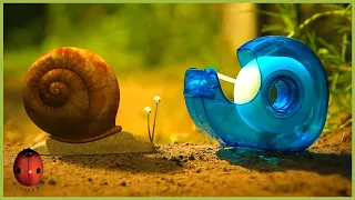 the vegetable garden minuscule 20 compilation