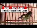Download Lagu Siri-sirih kecil tembakan tajam