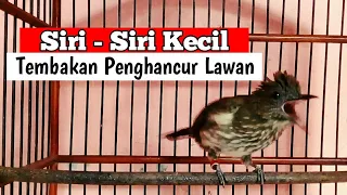 siri sirih kecil tembakan tajam