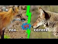 Fox vs Coyote - The 5 Key Differences Explained