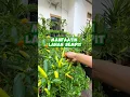 Download Lagu Kamu punya lahan sempit ? Coba pakai teknik ini dirumah