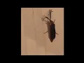 Megan Thee Stallion Scared Of Eyelash Bug In Her House