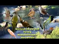 Download Lagu Masteran Handal untuk burung murai,kacer dan burung kicau lain||di selingi air dan ada jeda nya