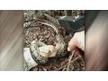 Download Lagu Man shoots massive python in head to save herd of goats