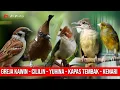 Download Lagu MASTERAN KOMBINASI CILILIN - GREJA KAWIN - YUHINA - KAPAS TEMBAK - KENARI