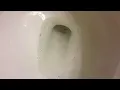Sewer worms in toilet and gnats in bathroom yuk