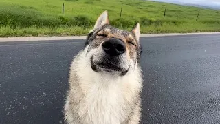 I'll Die On The Hill That DOGS Are The Best Comedians 🤣😂 Funniest Dogs of 2026