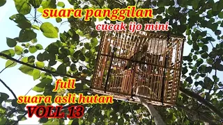 suara asli hutan cucak ijo mini