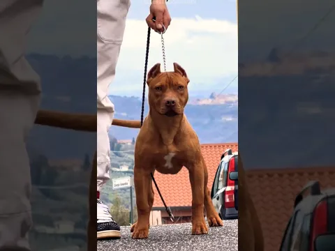 This Dog Ban In America 😱😱