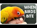 Download Lagu Understanding Bird Biting: Why Birds Bite
