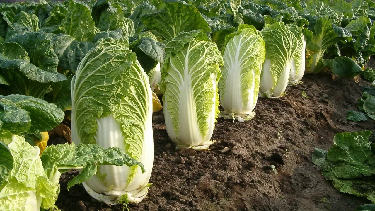 這些你每天都在吃的蔬菜,其實都有毒 Do you know you eat poisonous vegetables everyday?丨Chaos Museum