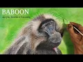 Realistic Animal Painting Monkey