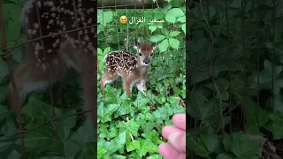 صوت صغير الغزال Shorts 