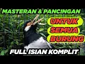 Lagu JALAK SUREN GACOR FULL ISIAN AMPUH untuk PANCINGAN MASTERAN semua JENIS BURUNG JALAK