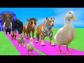 Download Lagu Long Slide Game With Cow Elephant Gorilla Hippopotamus Tiger 3d Animal Game Funny 3d Animals