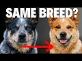 Types of Australian Cattle Dogs - Explained Compared