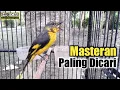 Burung Kuniran Gacor Dorr | Masteran Paling Laris Kicau Mania