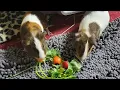 Craigslist Guinea Pigs - Update