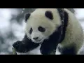 Giant pandas no longer endangered species in China