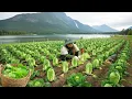 75-Day Chinese Cabbage Harvest For Market: Using Vegetable Scraps As Chicken Feed