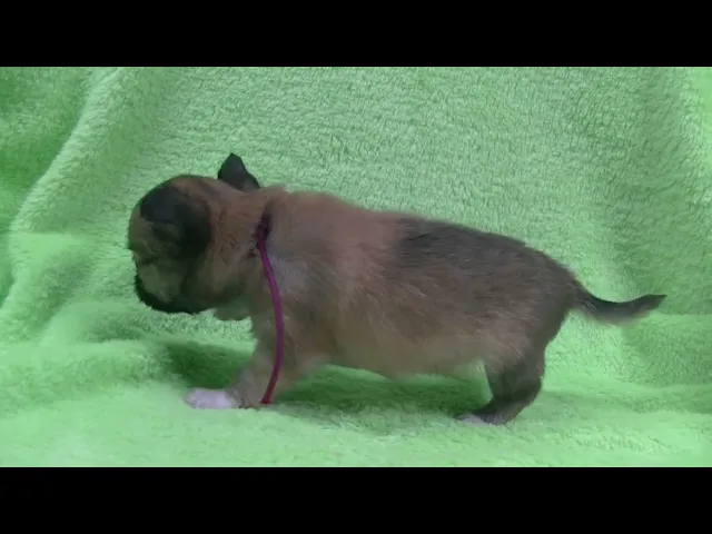 動画