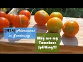 Why are my Tomatoes Splitting