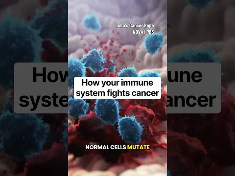 How your immune system fights cancer #immunesystem #cancer #medicine #science #cells