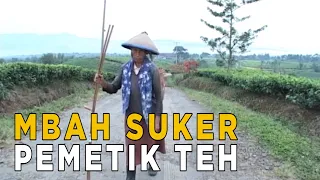 memetik teh di usia sembilan puluh tahun jelang siang