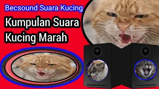 Download BECSOUND SUARA KUCING UNIK DAN MENARIK MP3
