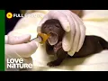 Download Lagu Abandoned Baby Mink Given Second Chance In Life | City Wildlife Rescue 104
