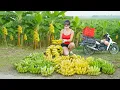 Download Lagu Harvesting Many Banana Goes To Countryside Market Sell, Farm Life in the Village. Download Lagu Harvesting Many Banana Goes To Countryside Market Sell, Farm Life in the Village.