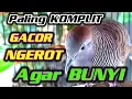 Download Lagu Perkutut Lokal Gacor NGEROT Manggung Paling LENGKAP buat Pancingan Perkutut Agar bunyi.