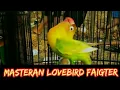 Download Lagu Masteran Lovebird faigter ngekek panjang