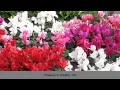 Flowers Visalia CA Creative Flowers
