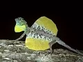 flying lizards are killed and sold in the market