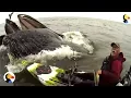 HUGE Whale Surprises Guy on Kayak The Dodo