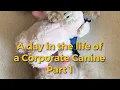A day in the life of a Corporate Canine