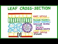 Leaf Cross-Section Old version