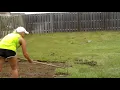 How to lay sod 7 pallets of centipede sod