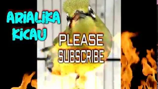 masteran pleci nembak 3 kali kokang sekali napas arialika kicau