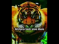 Story' wa khodam pendamping || Harimau
